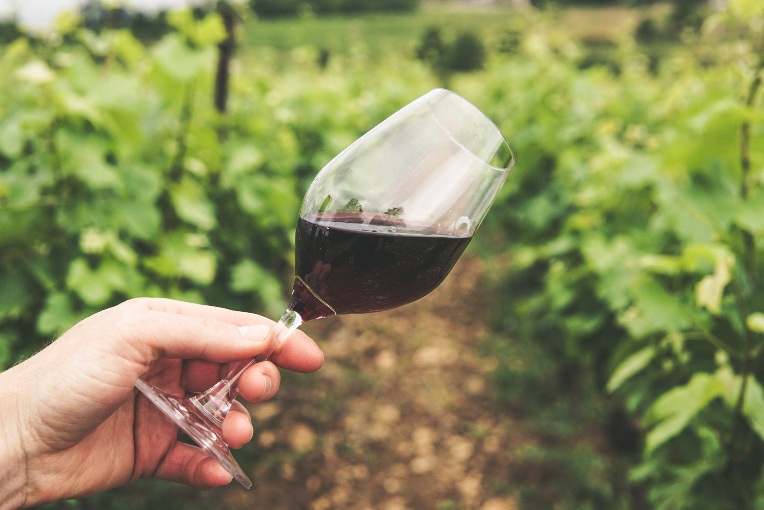 verre de vin ; dégustation de vin ; vignoble ; Bordeaux